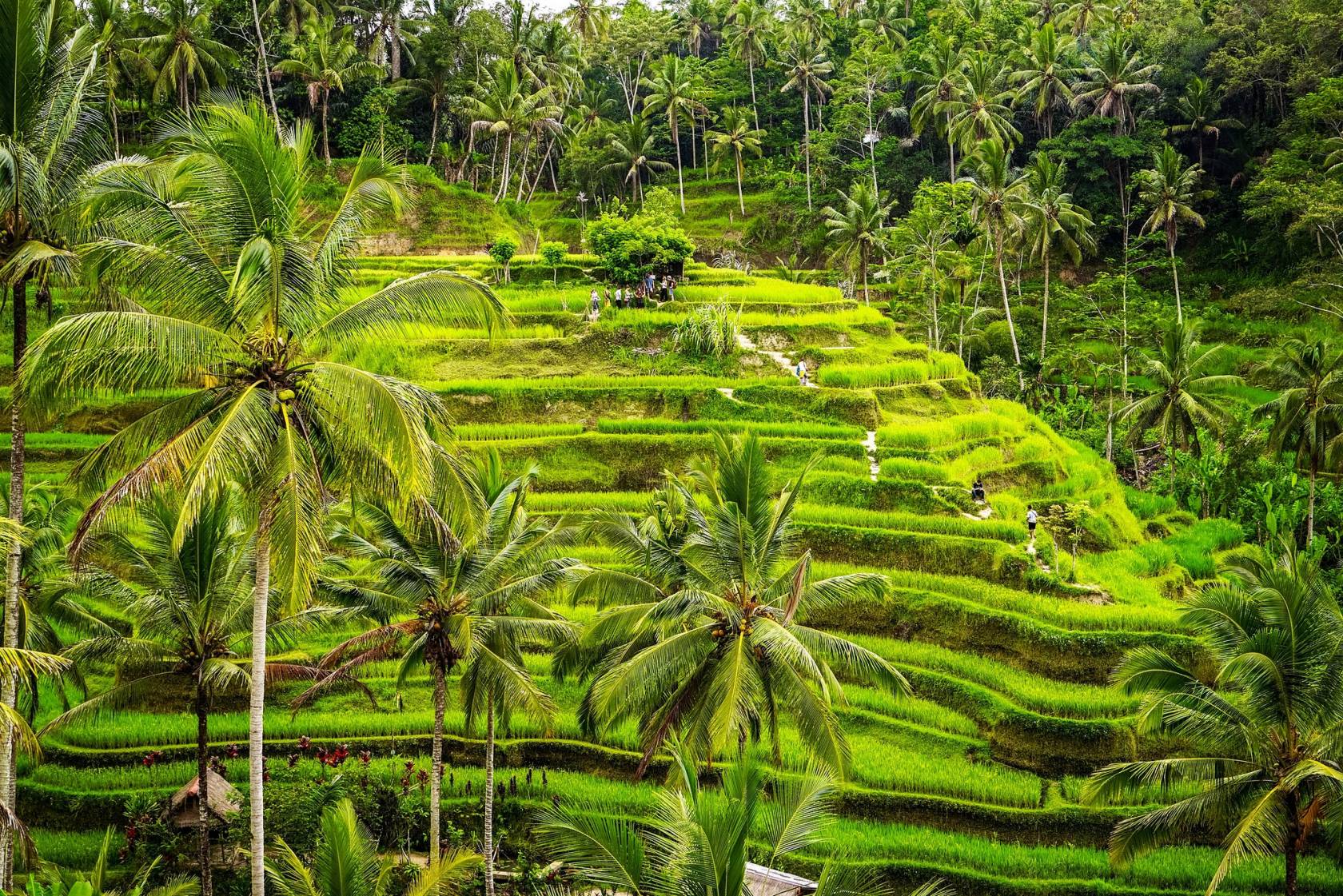 Bali rizières en terrasse