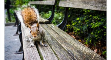 New-York gourmand en quelques bonnes adresses