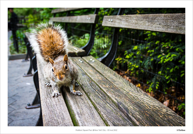 Flickr – Auteur : Estetzein