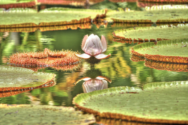 Jardin des pamplemousses