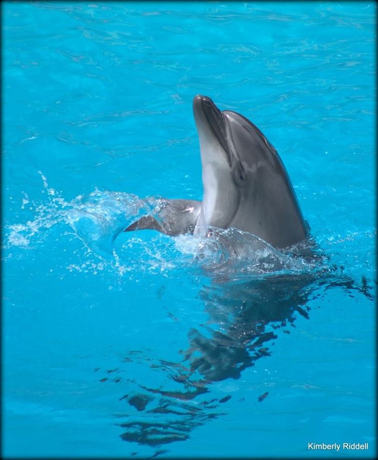 dauphins antibes