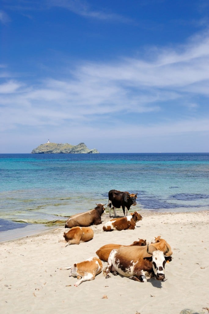 Plage de Barcaggio en Corse - blog GO Voyages