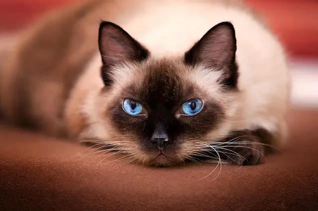 Érick Loitière via Flickr