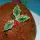 Christmas pudding