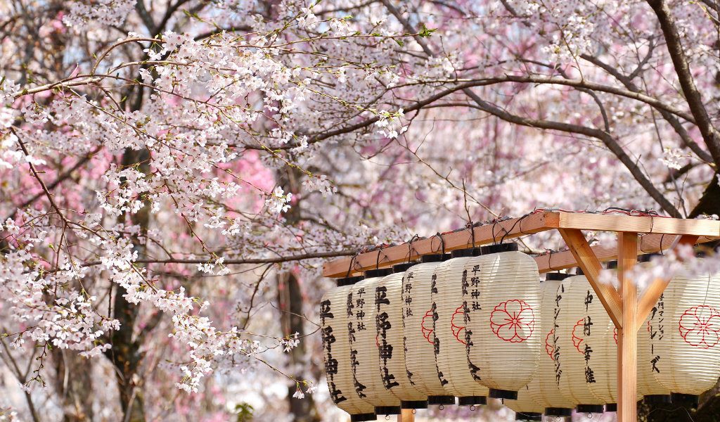 festival de mars hanami - blog go voyages