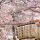 festival de mars hanami - blog go voyages
