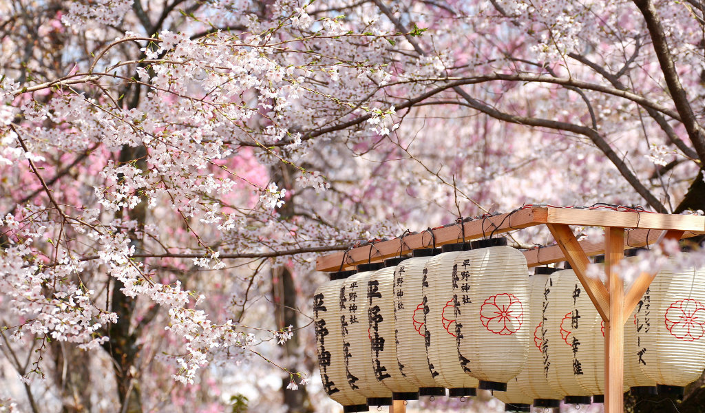 festival de mars hanami - blog go voyages