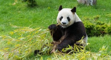 Les 10 plus beaux zoos de France