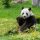 Zoo de Beauval, panda