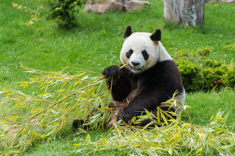Zoo de Beauval, panda- zoo en france - blog voyage Go Voyages