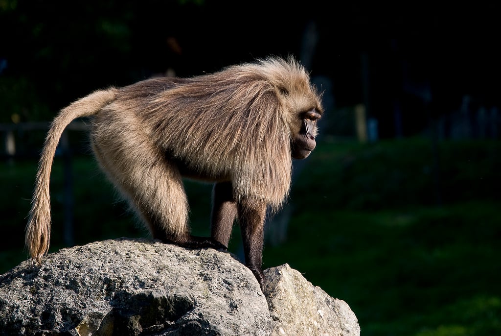 Singe au zoo cerza - zoo en france - blog voyage Go Voyages