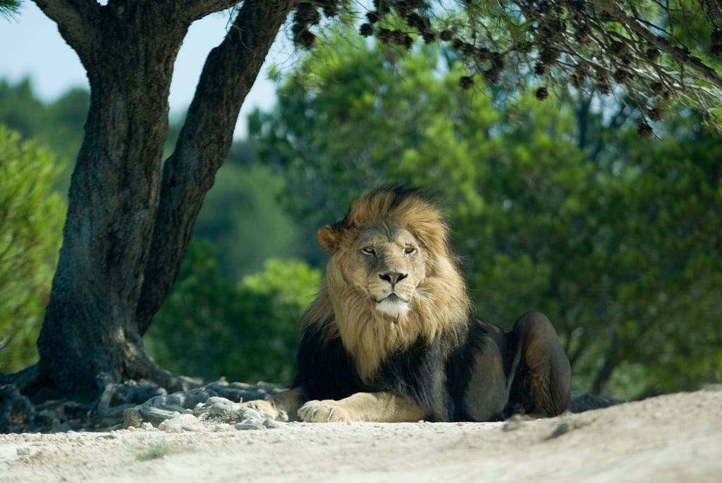 Réserve africaine Sigean lion - zoo en france - blog voyage Go Voyages