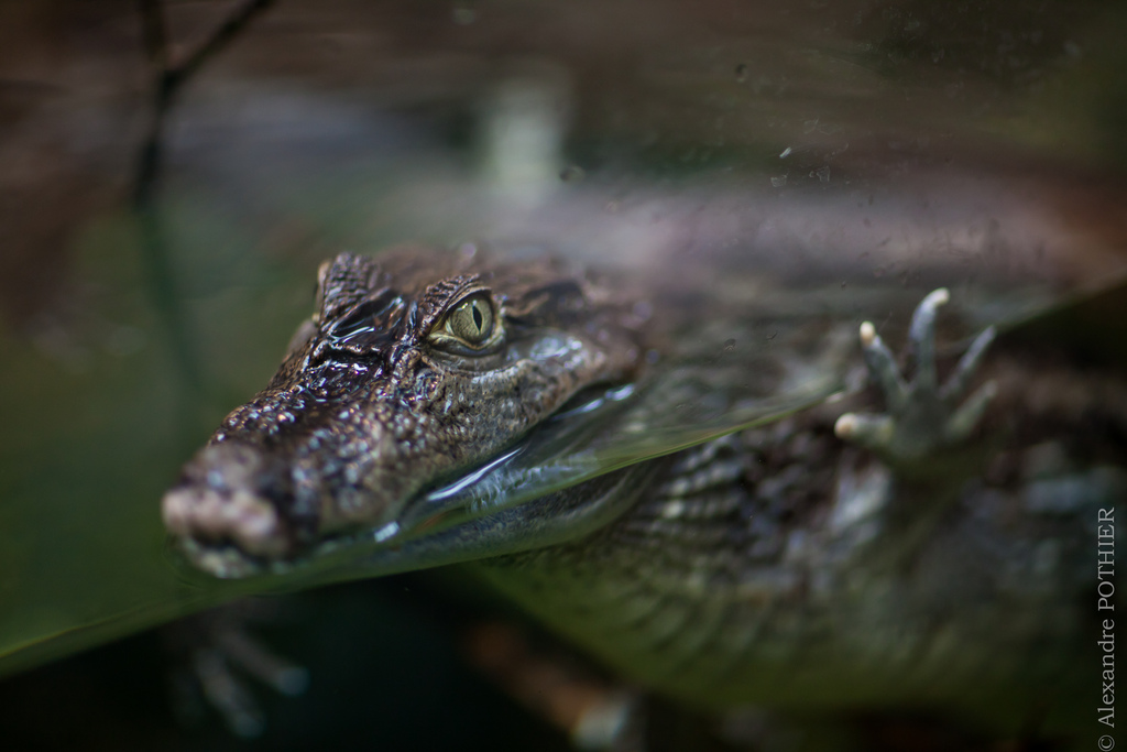 caiman au parc zoologique de montpellier - zoo en france - blog voyage Go Voyages