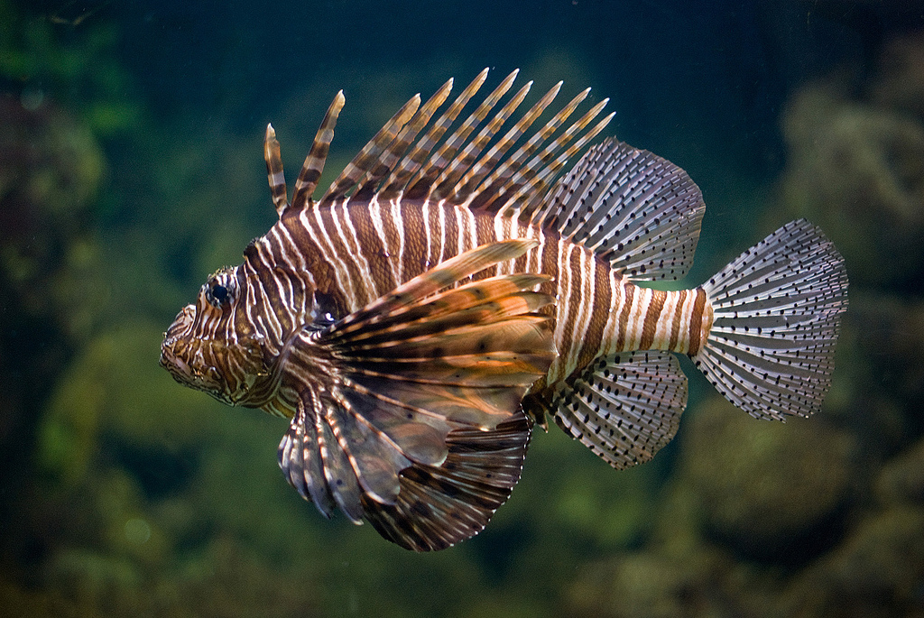 poisson aquarium Barcelone - blog GO Voyages