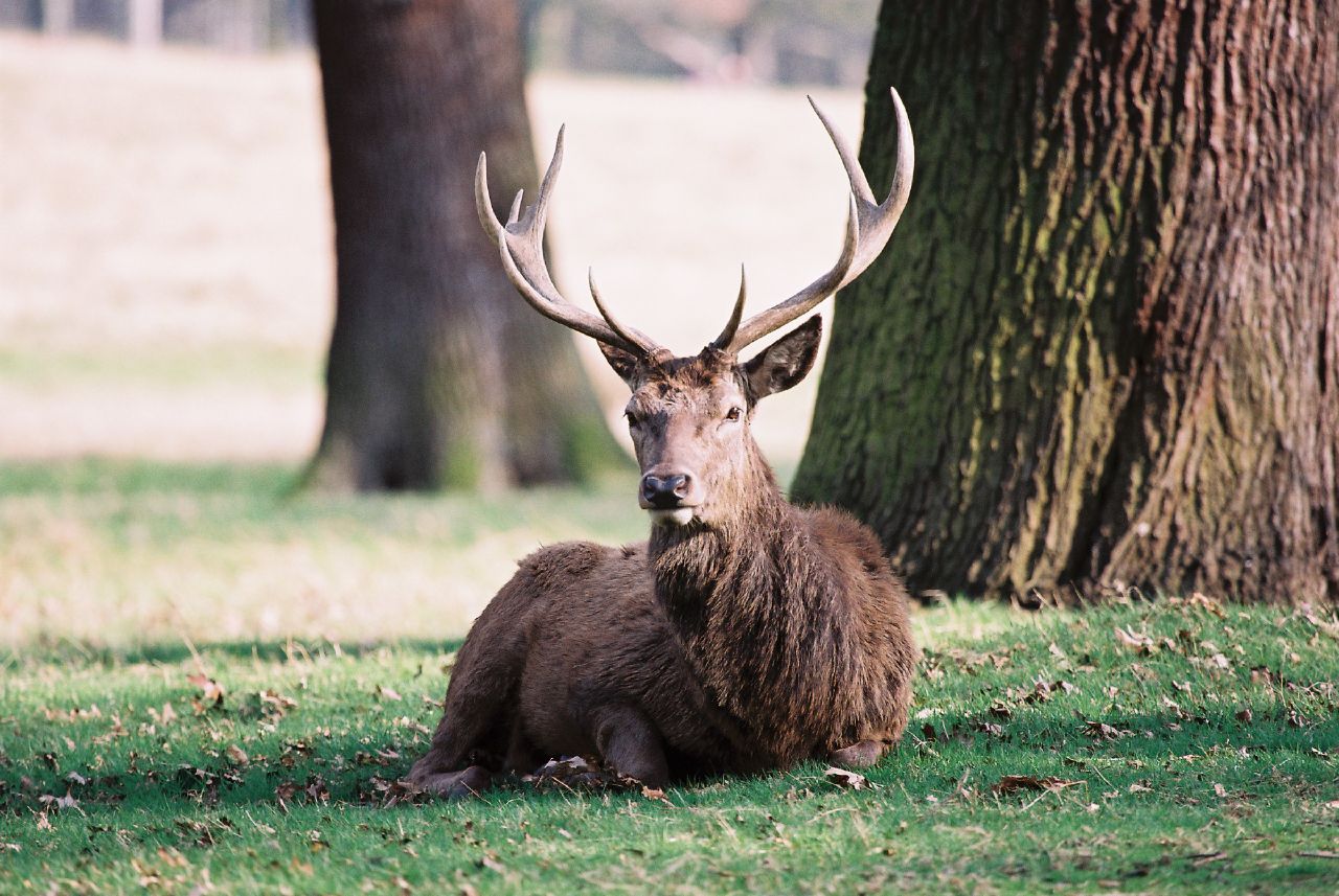 Richmond Park Londres