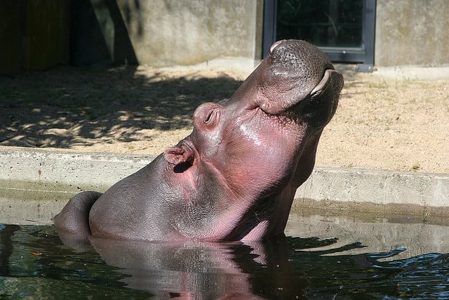 Zoo artis amsterdam