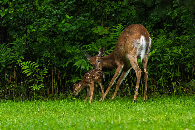 Laurentides Quebec - blog GO Voyages