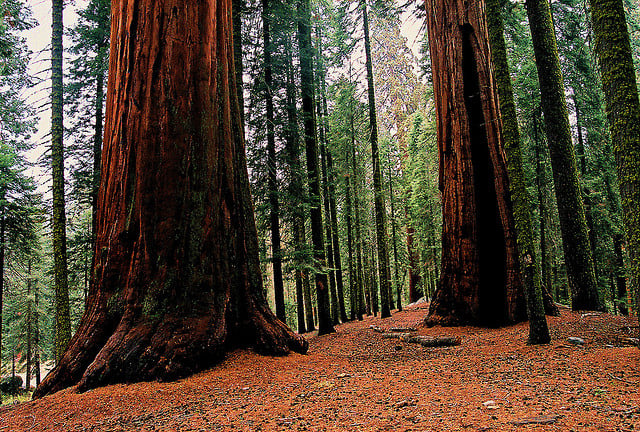 sequoia 