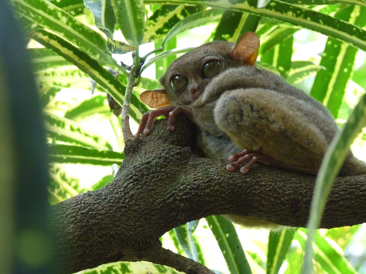 Tarsier Bohol Philippines GO Voyages