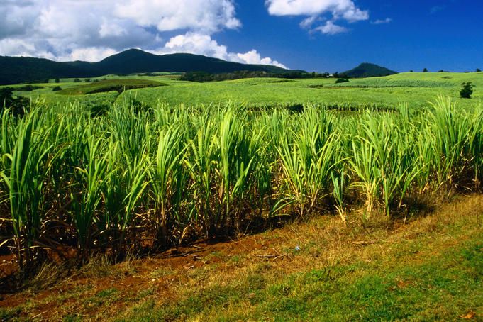 Plantations Guadeloupe