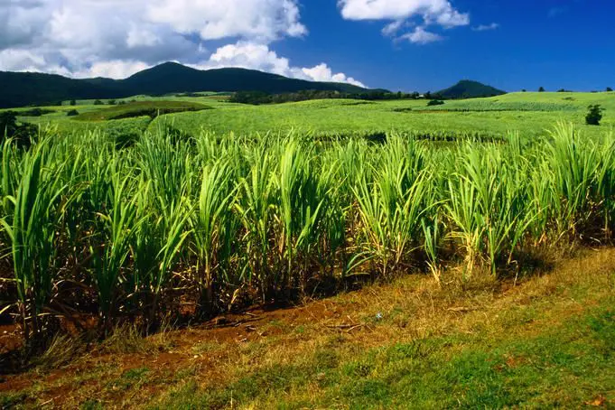 Известно что сахарный тростник. Растение Индии сахарный тростник. Сахарный тростник Ямайка. Сахарный тростник новая Гвинея. Куба сахарный тростник плантации.