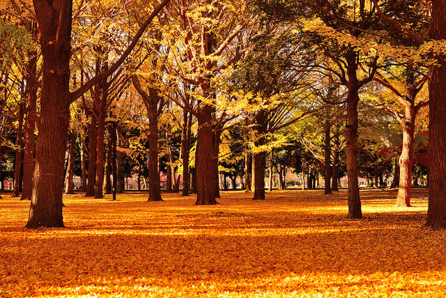 yoyogi parc tokyo - blog GO Voyages