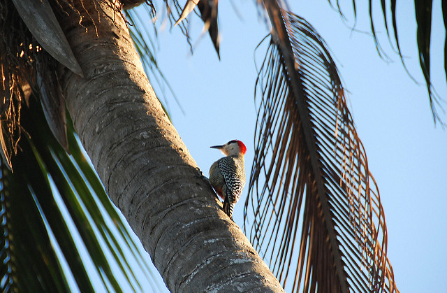 Guanahacabibes Cuba oiseau - blog go voyages