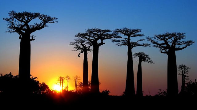 Allée des baobabs - blog GO Voyages