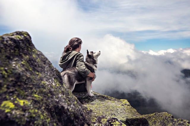 Prendre Lavion Avec Un Animal De Compagnie