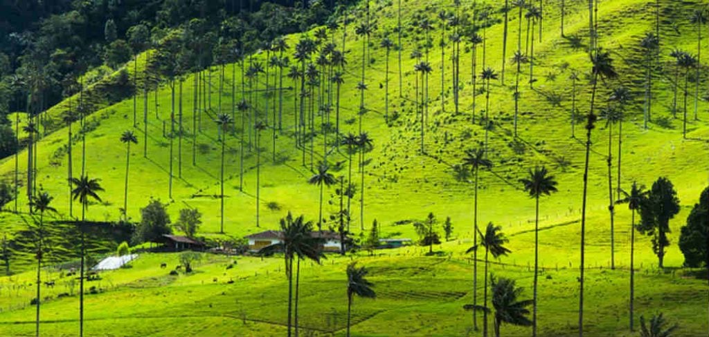 paysages palmiers - blog go voyages