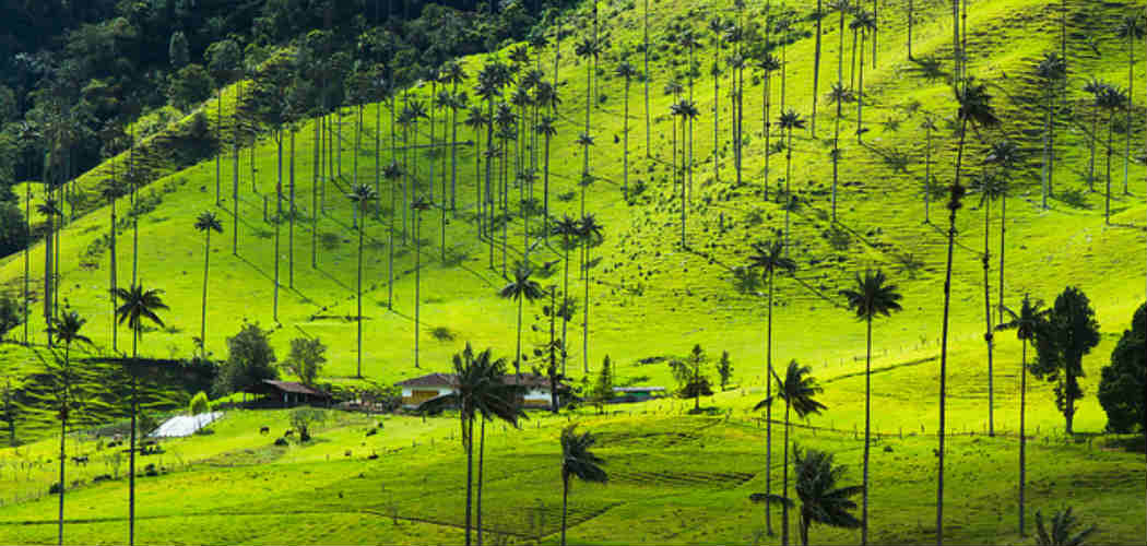 paysages palmiers - blog go voyages