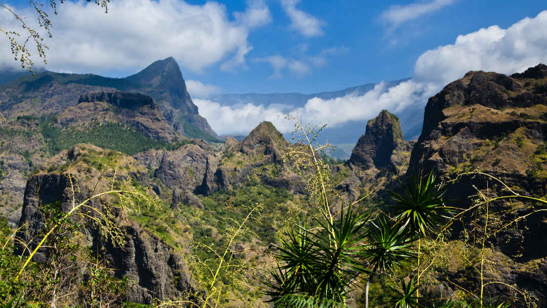 montagne vegetation la reunion - blog go voyages