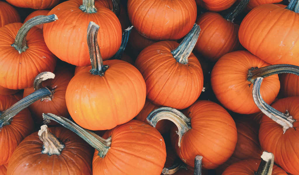 citrouilles - blog go voyages