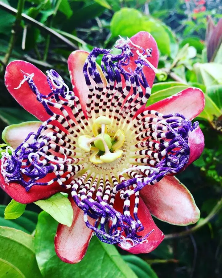 orchidée la réunion - blog GO Voyages