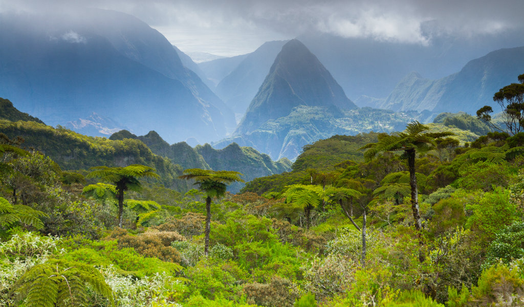 jungle la réunion - blog GO Voyages