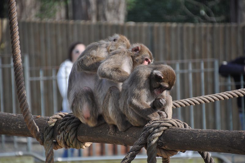 bioparco Rome - blog GO Voyages