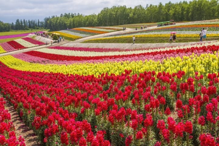 champ fleurs furano japon go voyages