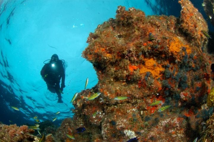 plongeur fonds marins corail portugal