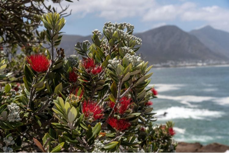 Noël en Afrique du Sud