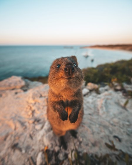 Adorable faune d'Australie