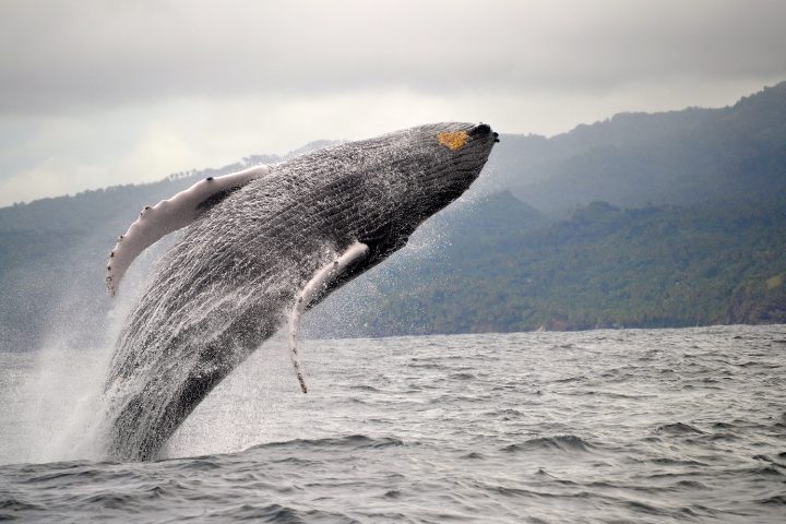 Baleine à bosse vers le parc national de Los Haitises