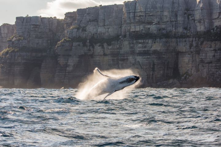 Baleine dans la baie de Jervis