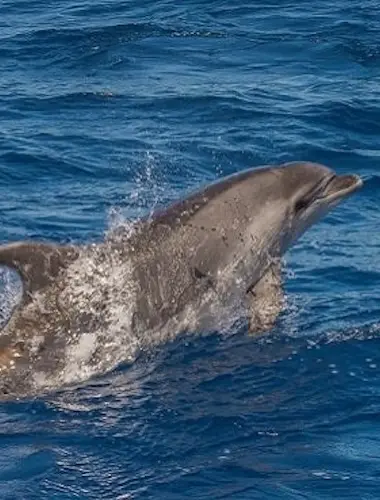 Whale and Dolphin Watching